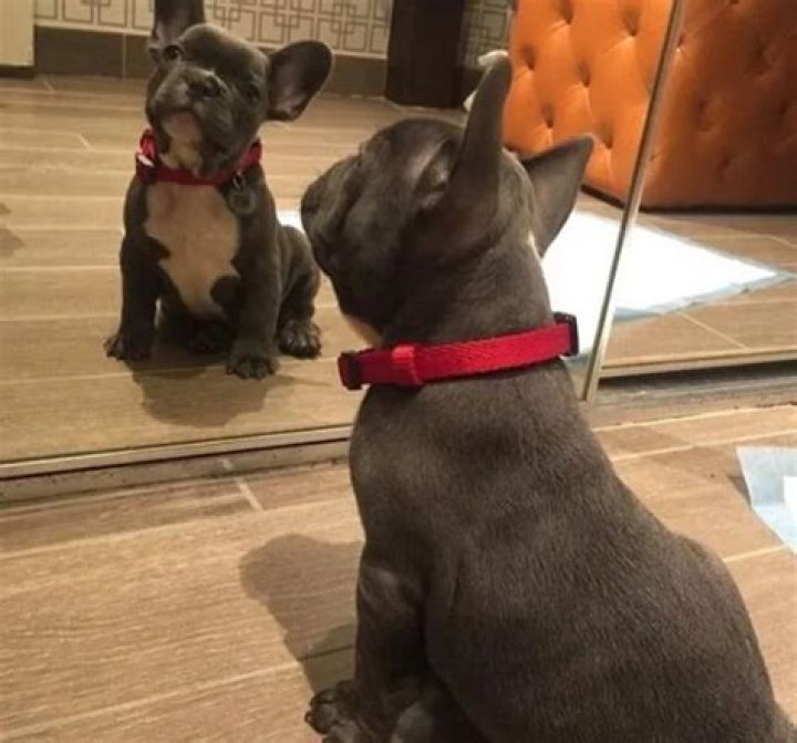 21 Savage Pets