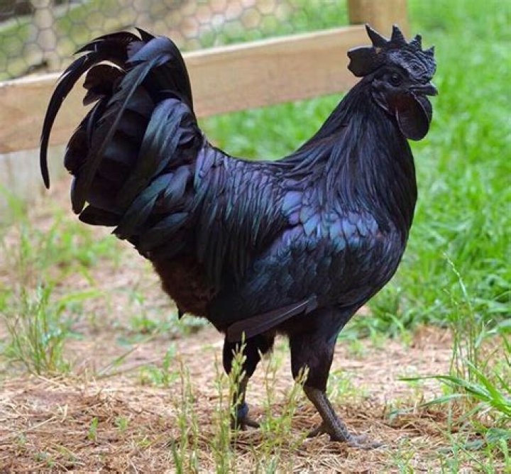 ayam cemani goth chicken