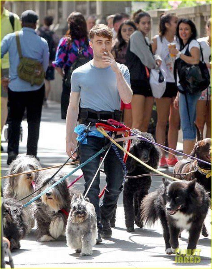 Daniel Radcliffe walking dogs in New York City for Trainwreck movie filming