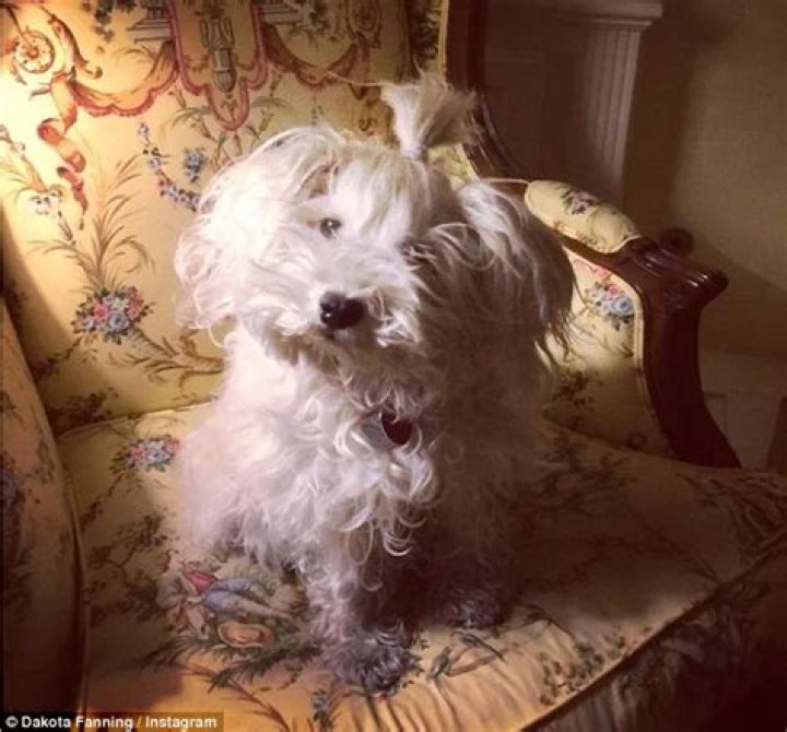 Elle Fanning Pets