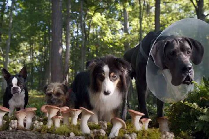 Rob Riggle Pets
