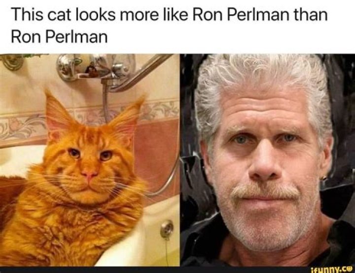 Ron Perlman Cat Meme
