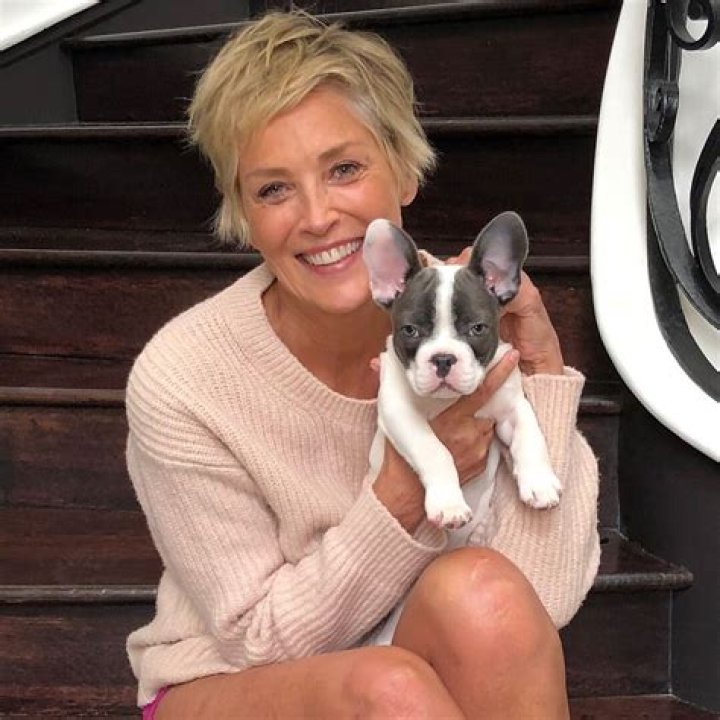 Sharon Stone Pets