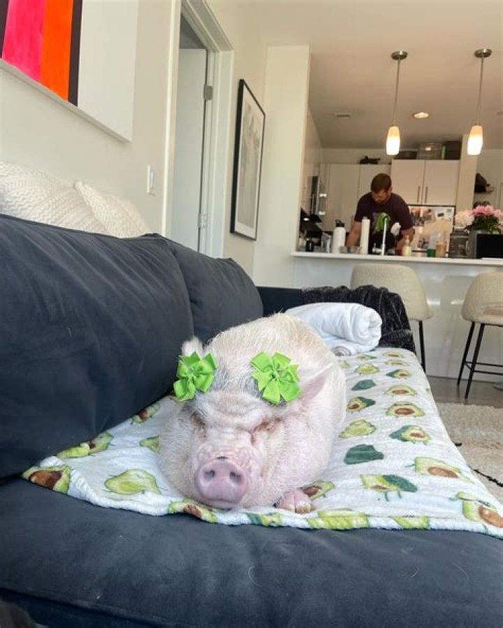 stellamaxpig